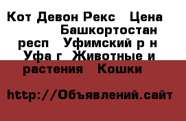  Кот Девон Рекс › Цена ­ 5 000 - Башкортостан респ., Уфимский р-н, Уфа г. Животные и растения » Кошки   